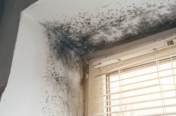 Affordable Attic Mold Removal solutions in Lebanon, KY