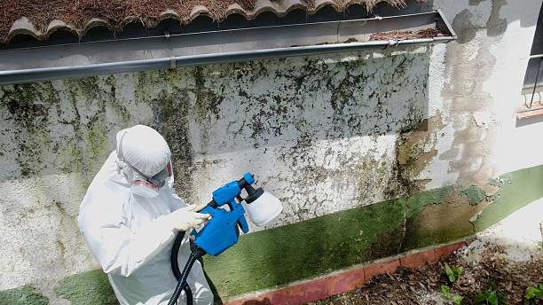 Top rated local Attic Mold Removal specialists in Lebanon, KY